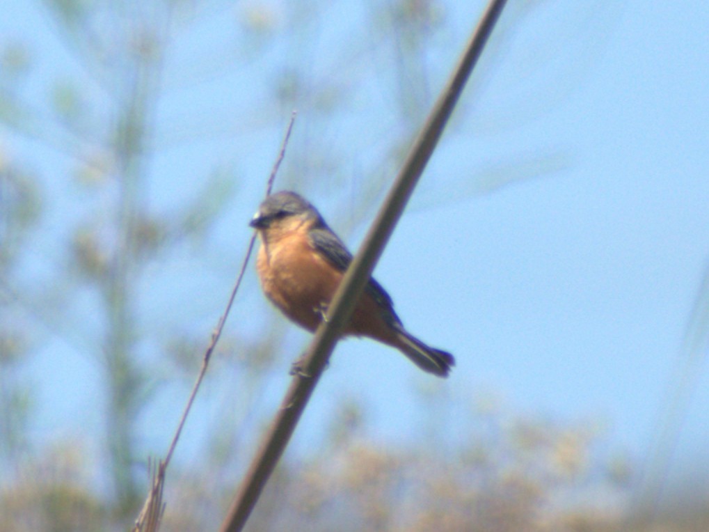 Tawny-bellied Seedeater - ML645760148
