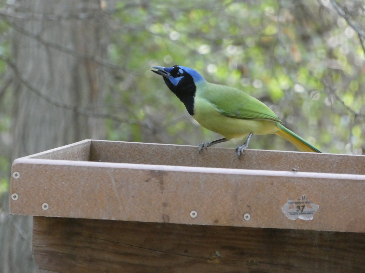 Geai vert - ML645760150