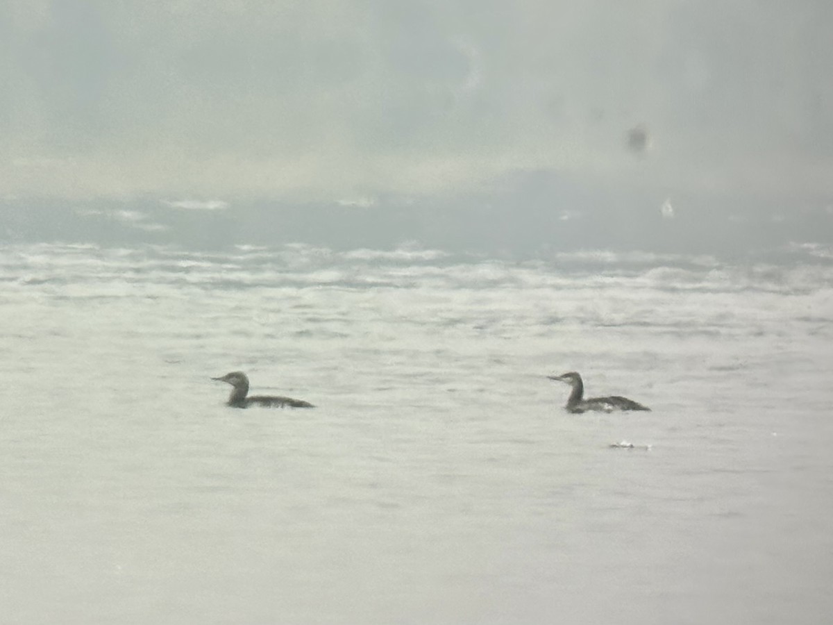 Plongeon catmarin - ML645760154