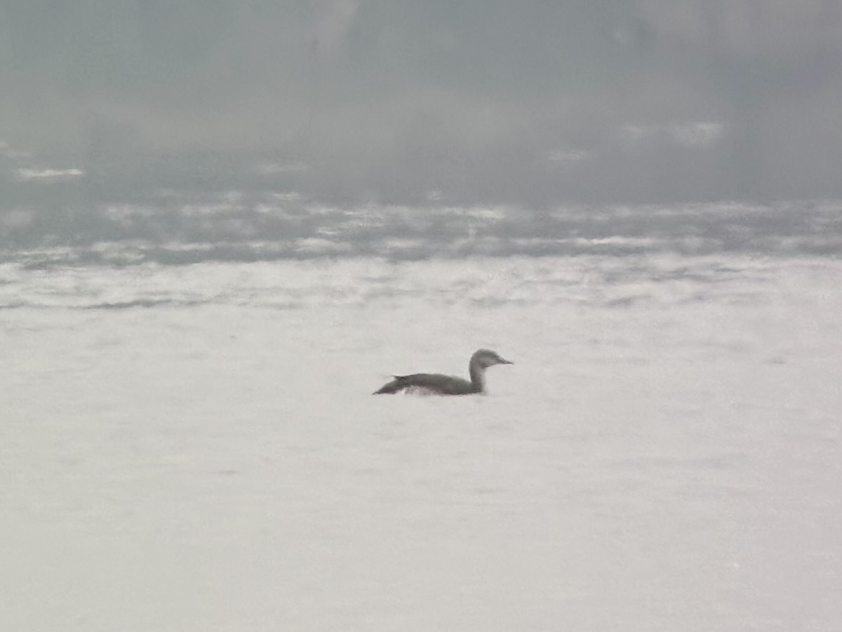 Plongeon catmarin - ML645760155