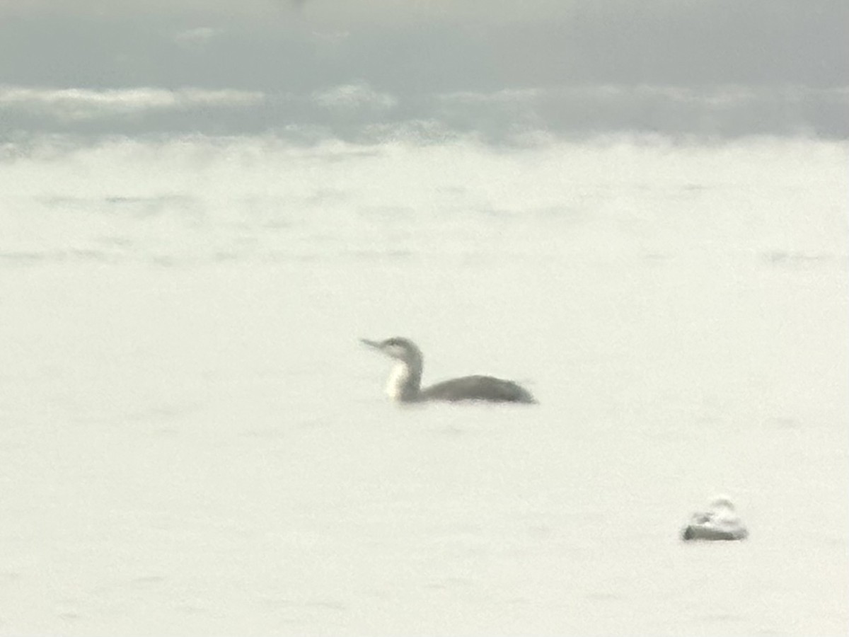 Plongeon catmarin - ML645760156