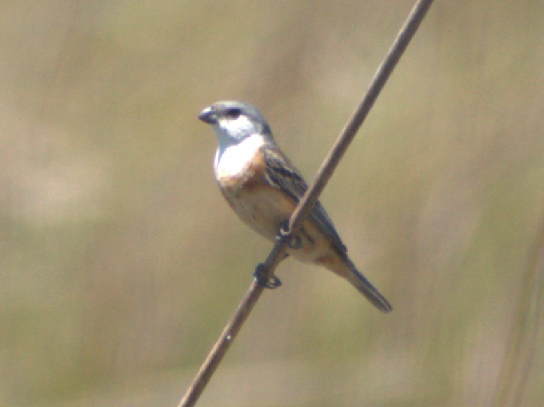 Marsh Seedeater - ML645760160