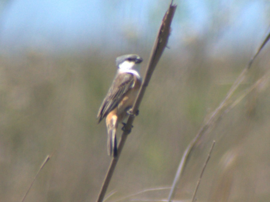 Marsh Seedeater - ML645760161