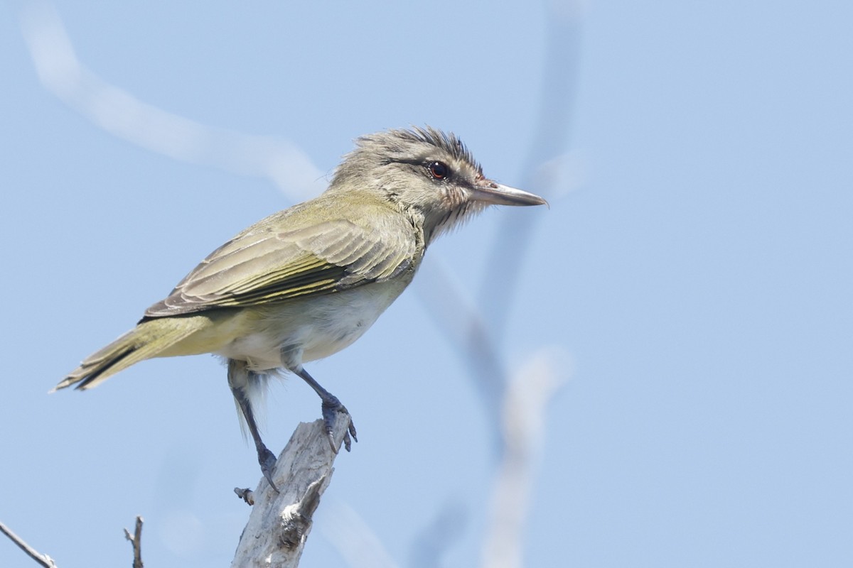 Black-whiskered Vireo - ML645760162