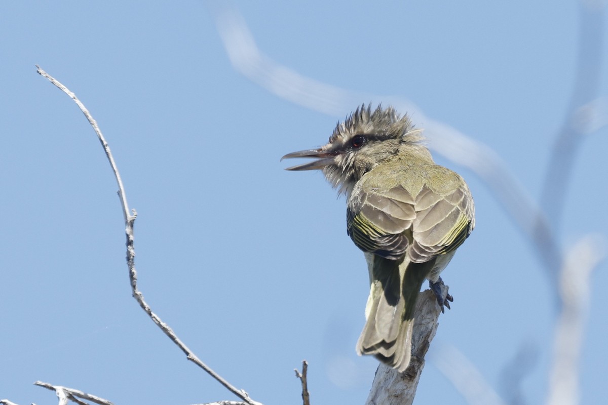 Black-whiskered Vireo - ML645760163