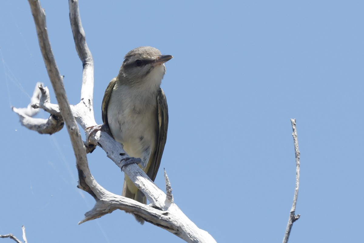 Black-whiskered Vireo - ML645760164