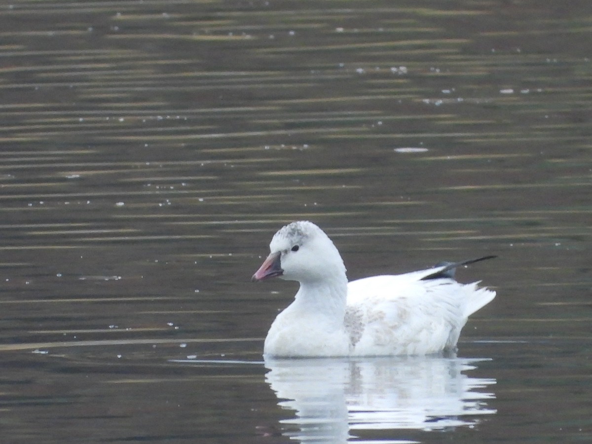 Ross's Goose - ML645760165