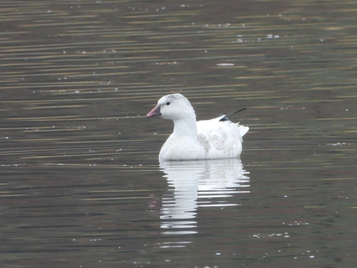 Ross's Goose - ML645760166