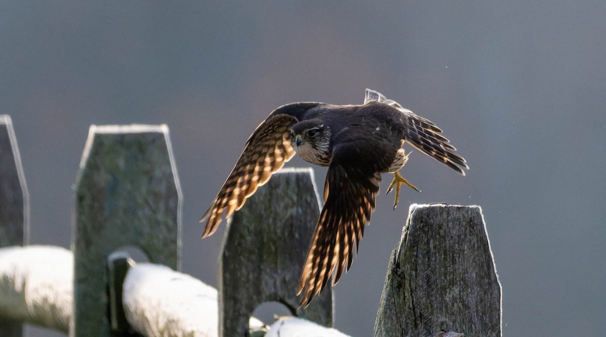 Merlin - ML645760167