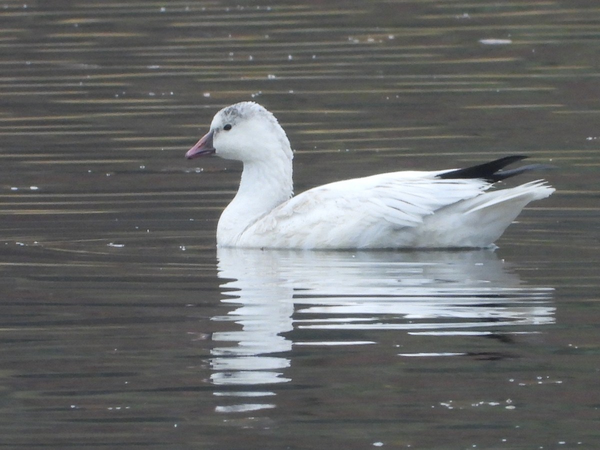 Ross's Goose - ML645760168