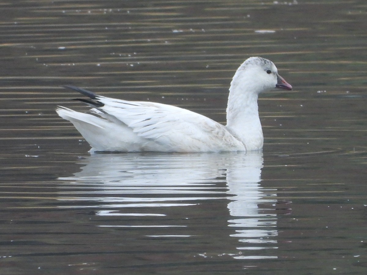 Ross's Goose - ML645760169
