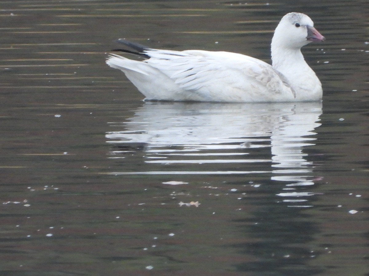 Ross's Goose - ML645760170