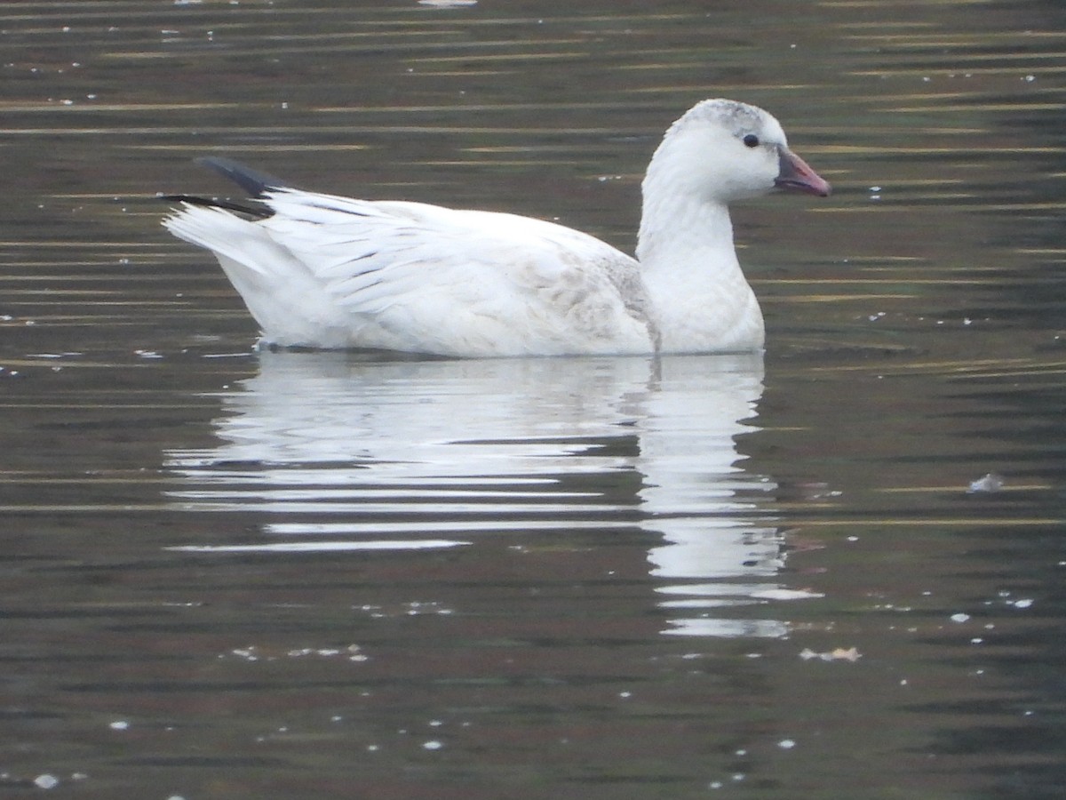 Ross's Goose - ML645760171