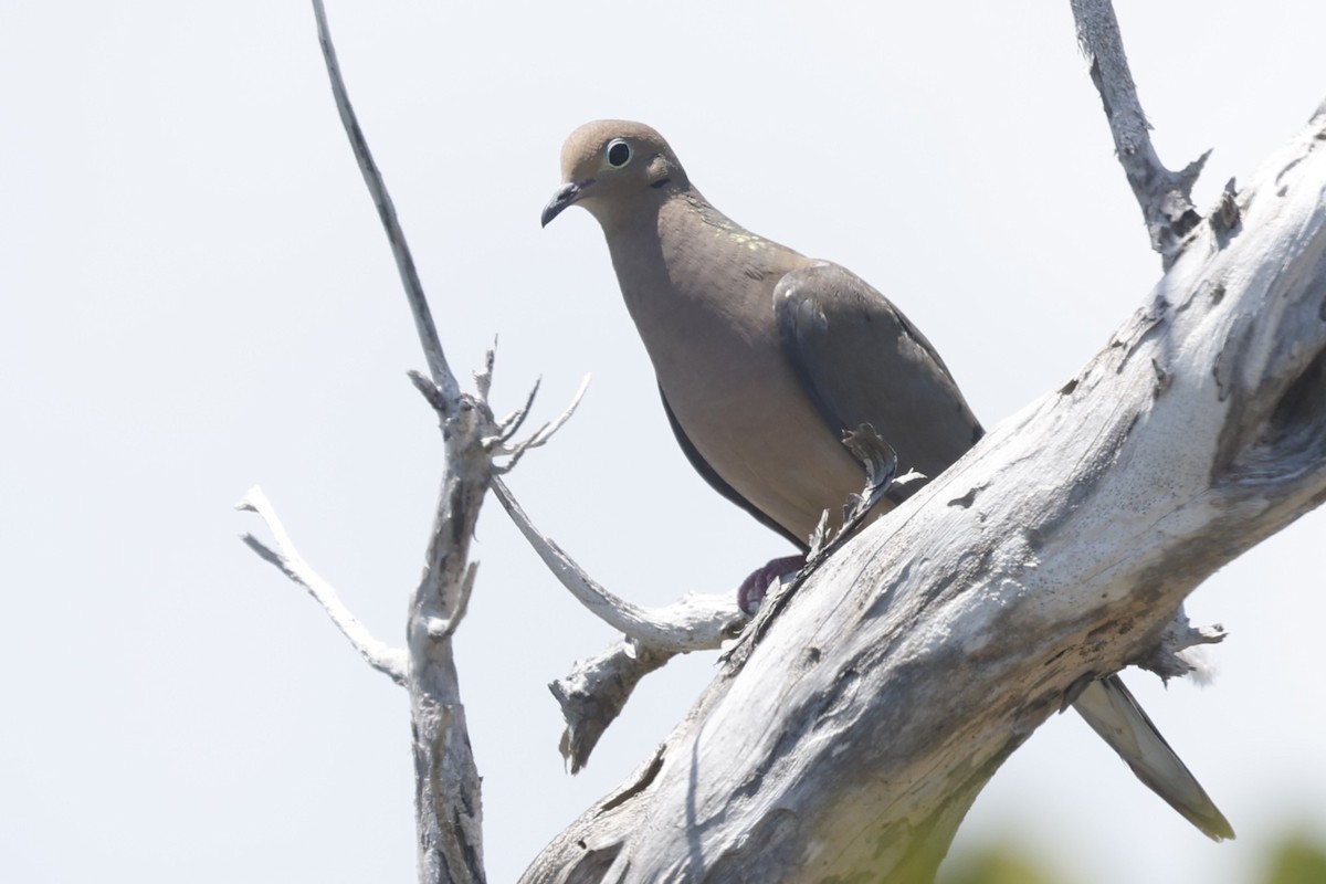 Mourning Dove - ML645760174