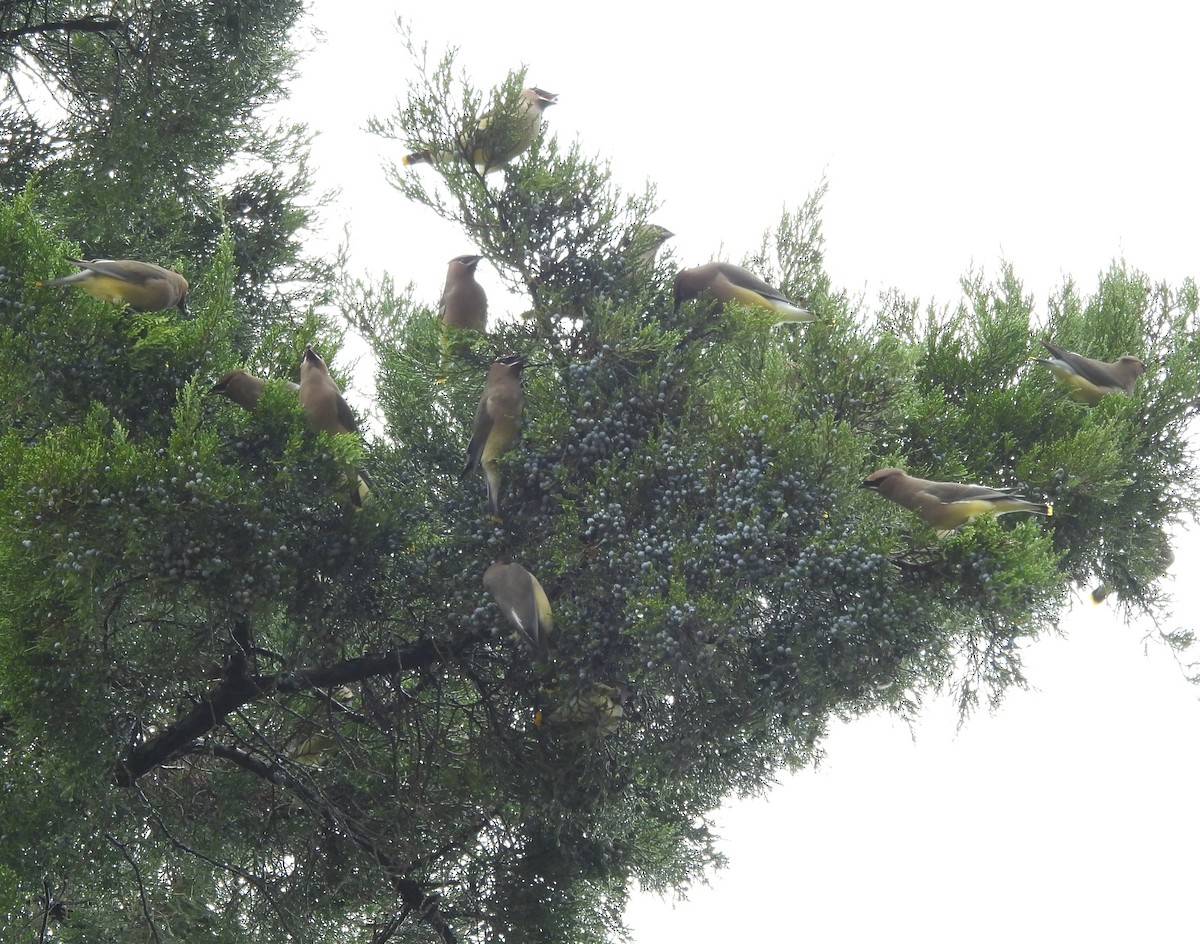 Cedar Waxwing - ML645760175