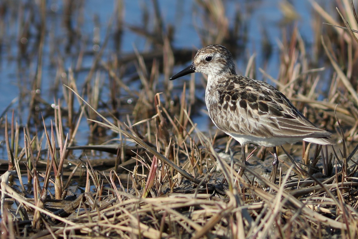 Semipalmated Sandpiper - ML645760176