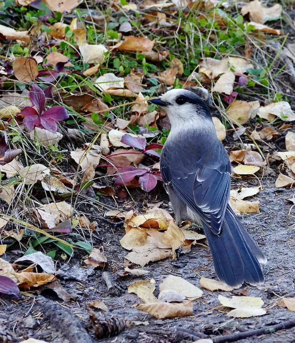Canada Jay - ML645760177