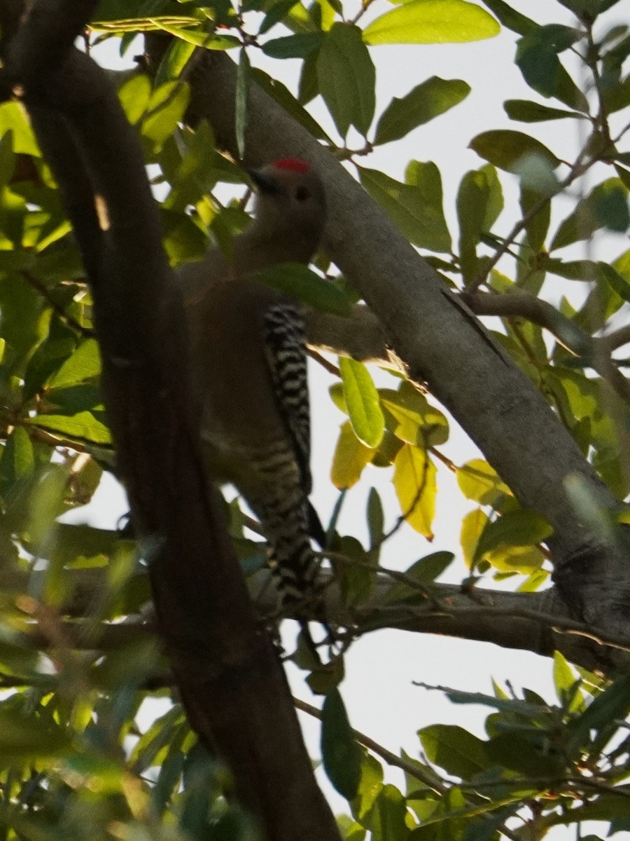 Gila Woodpecker - ML645760178