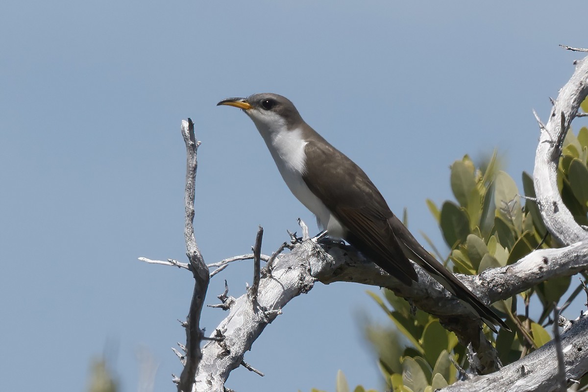 Yellow-billed Cuckoo - ML645760179