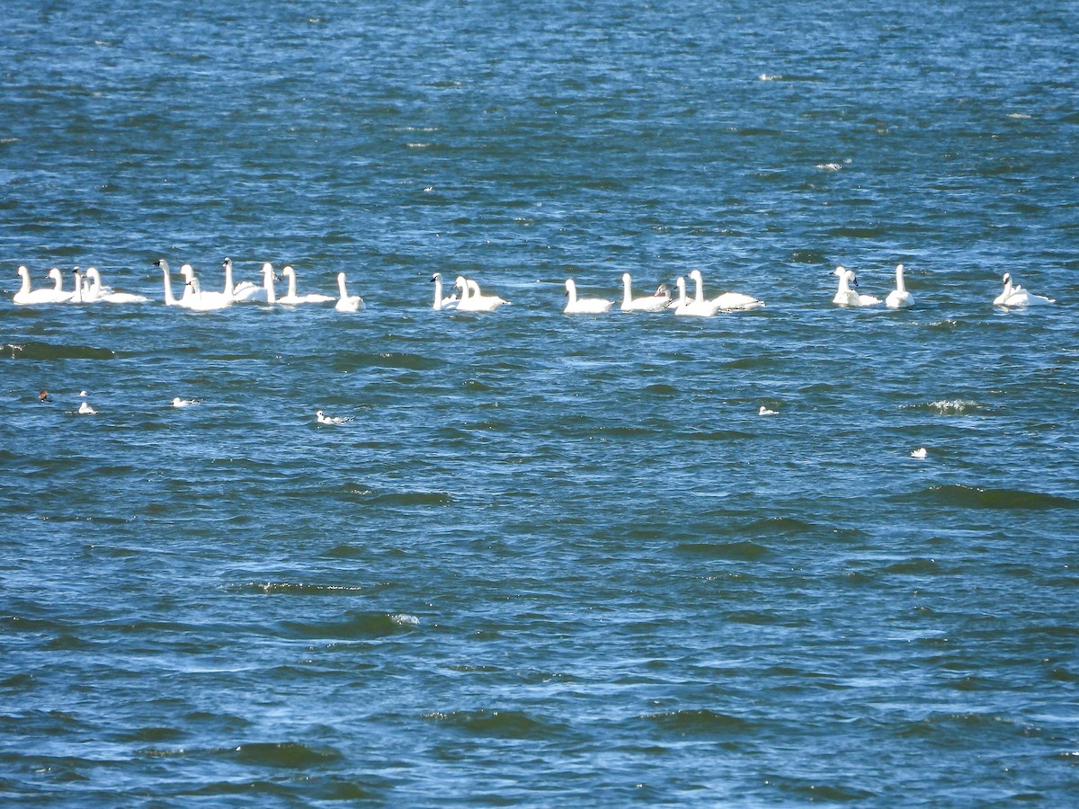 Tundra Swan - ML645760180