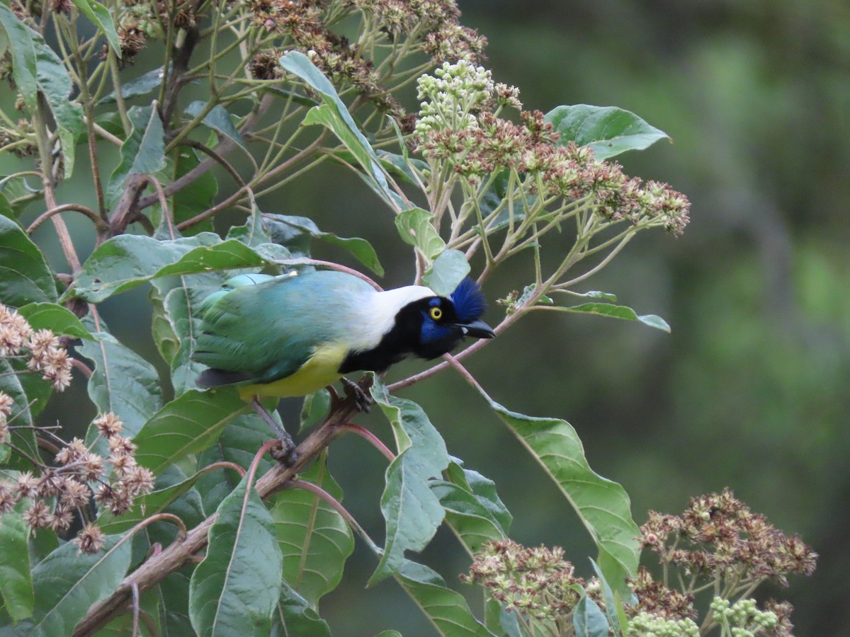 Green Jay - ML645760181