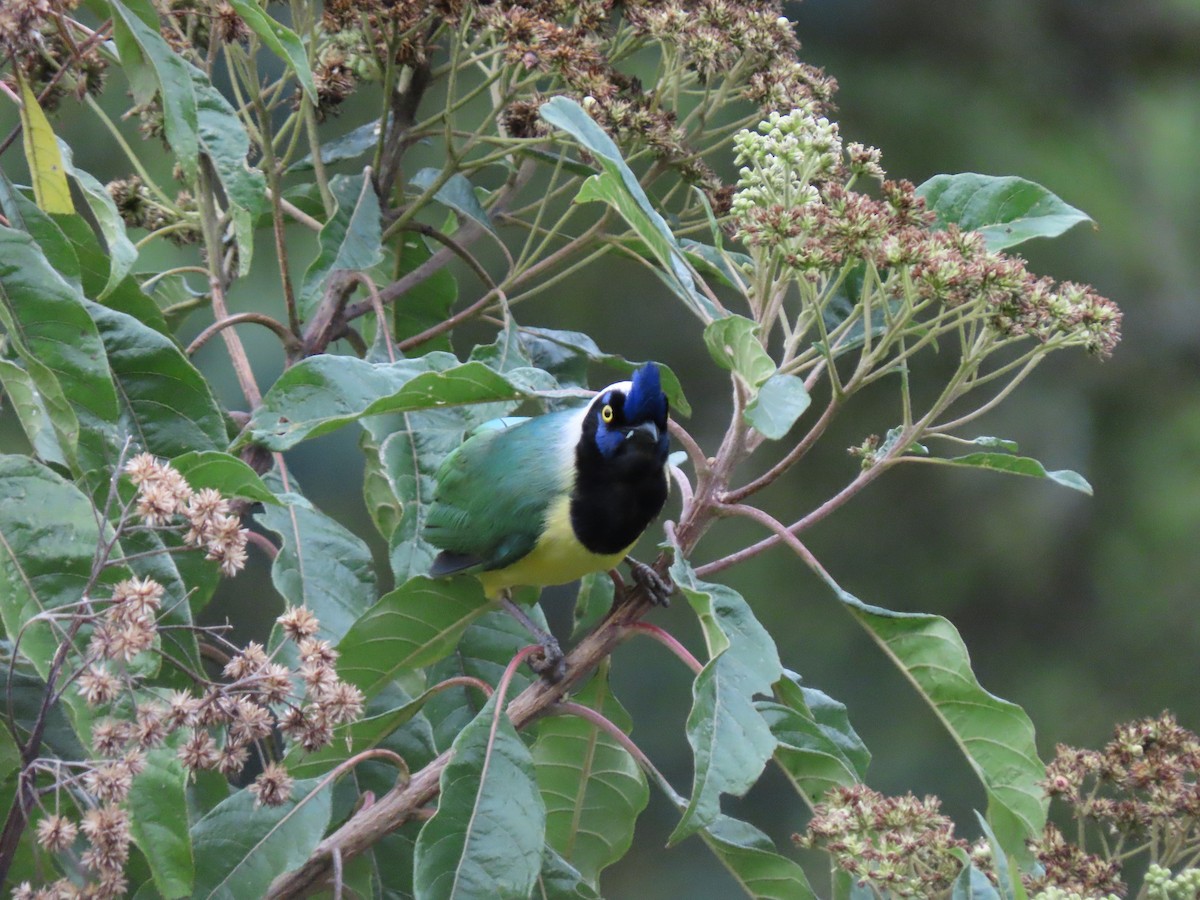 Green Jay - ML645760182