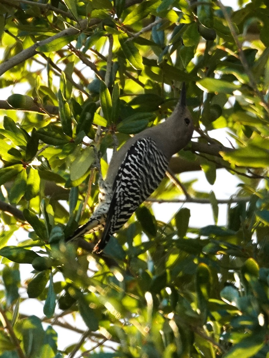 Gila Woodpecker - ML645760184