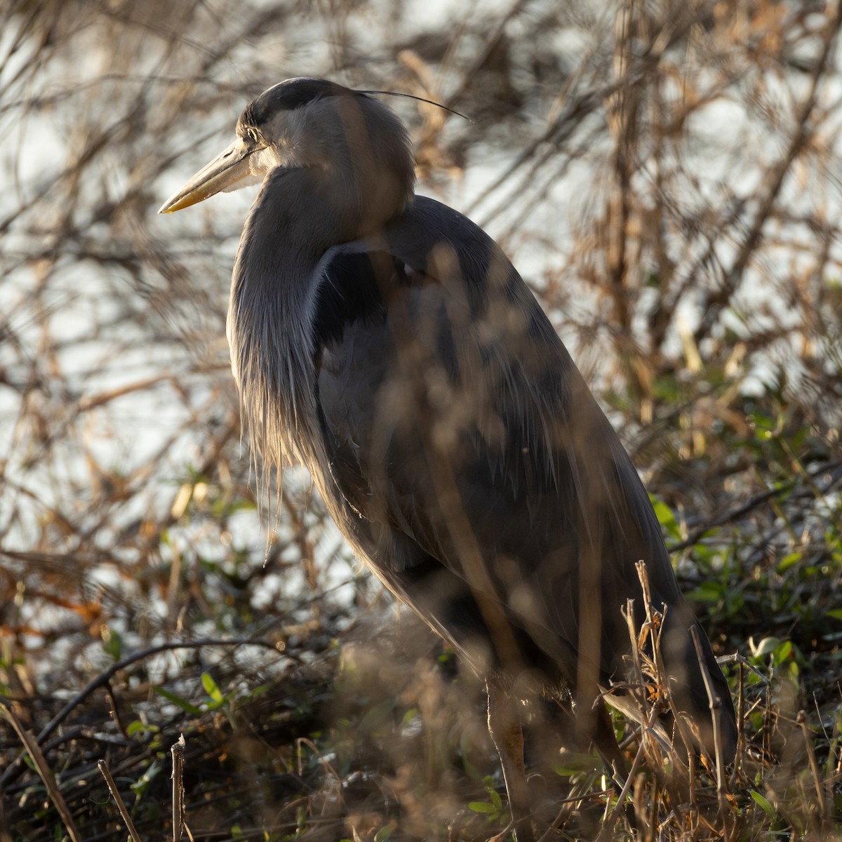 Great Blue Heron - ML645760185
