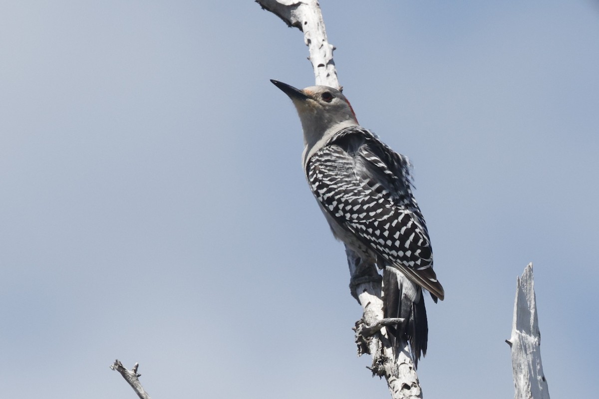 Red-bellied Woodpecker - ML645760186