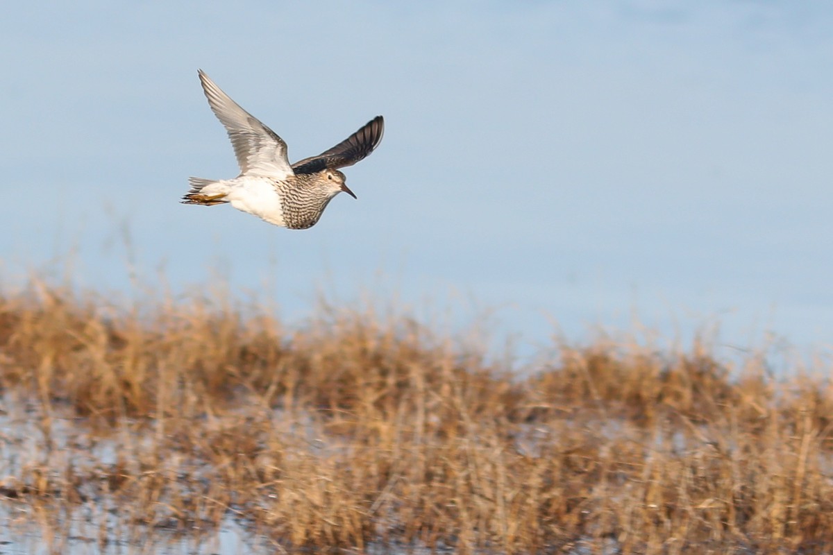 Pectoral Sandpiper - ML645760187