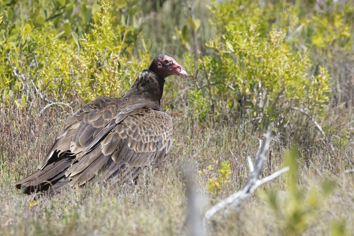 Turkey Vulture - ML645760191