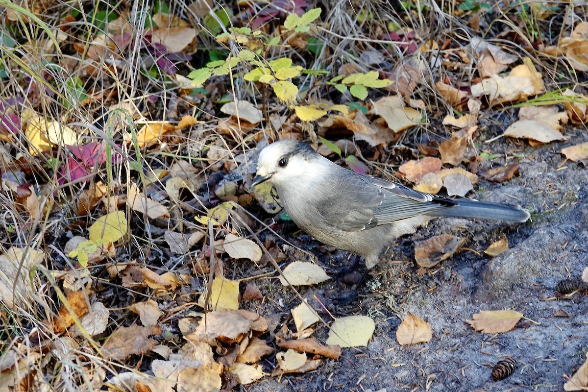 Canada Jay - ML645760193