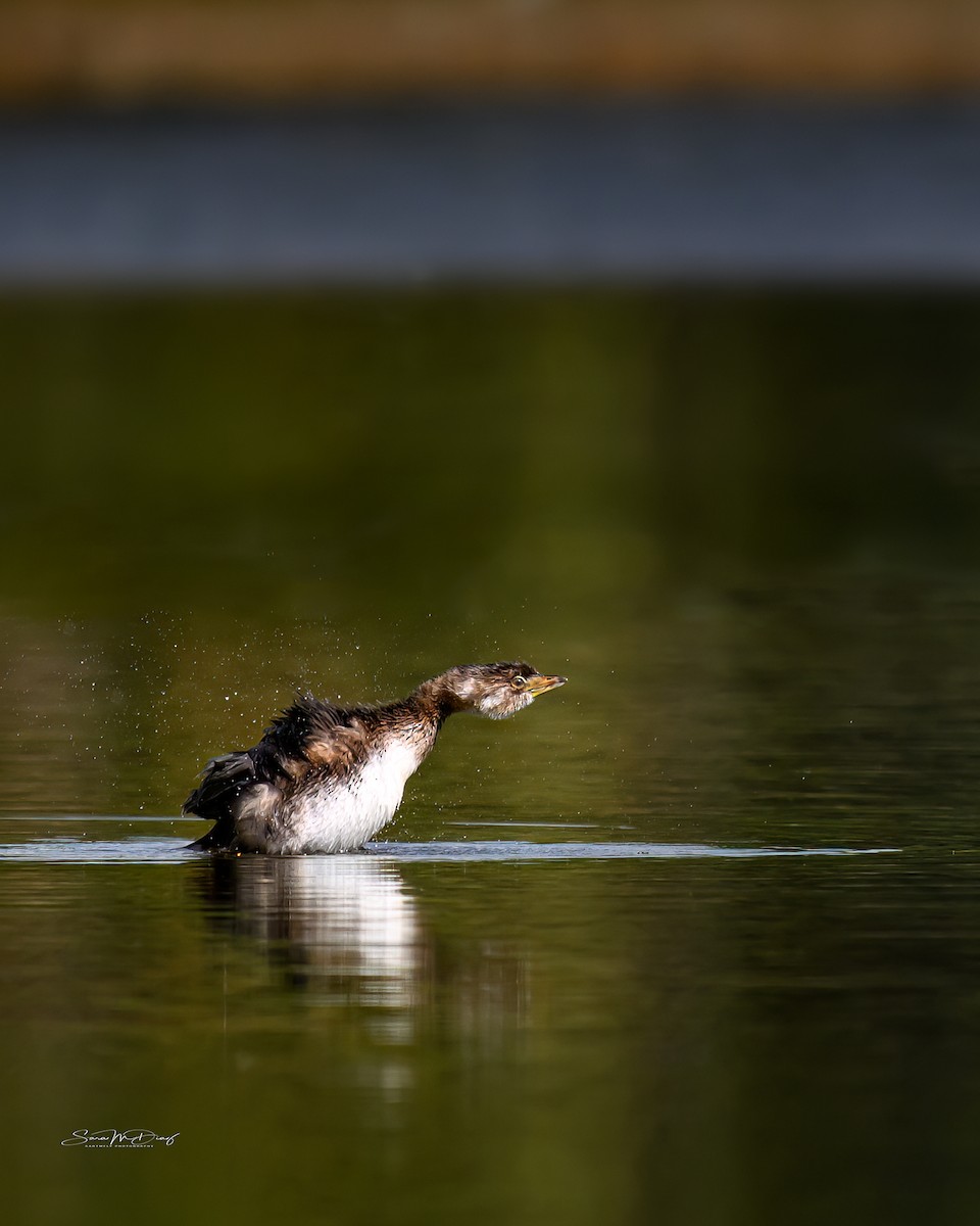 Pied-billed Grebe - ML645760195