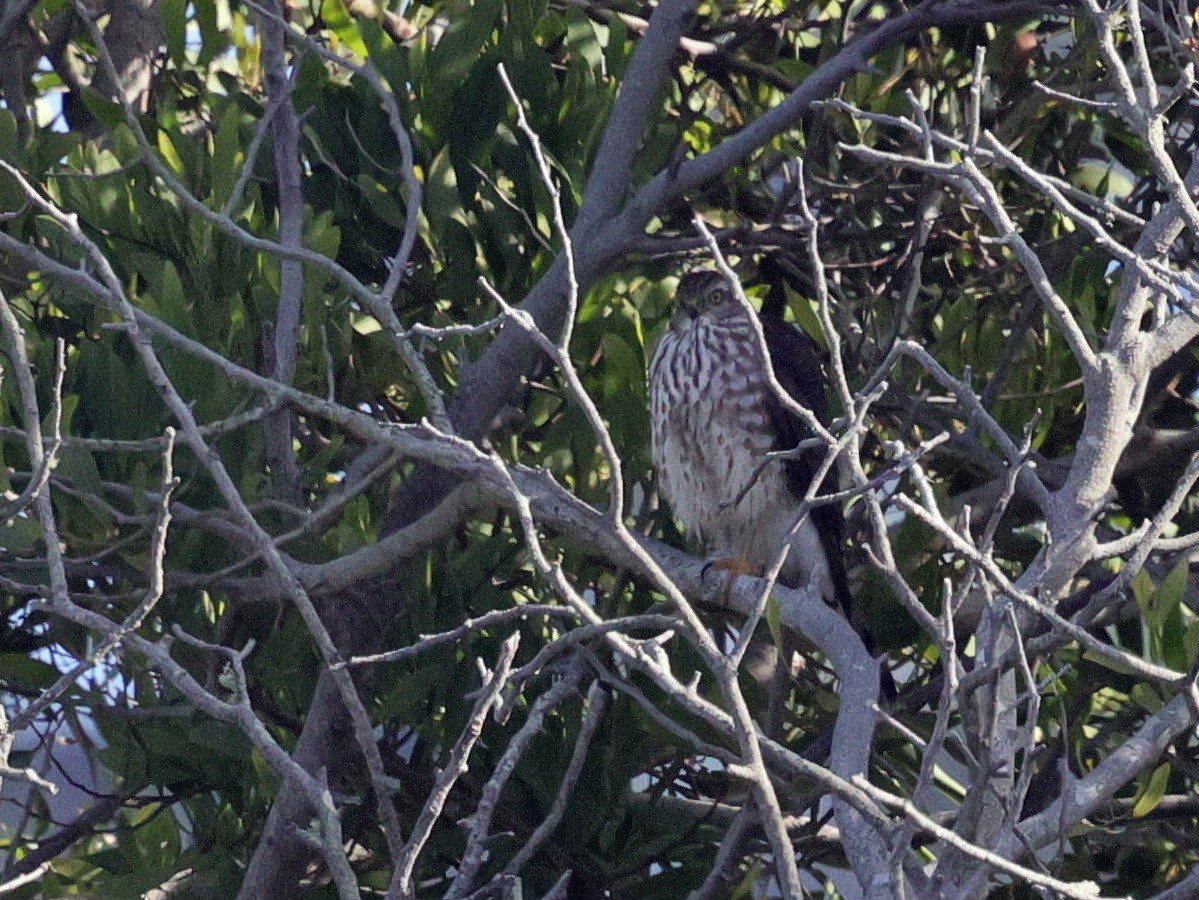 Épervier brun - ML645760211