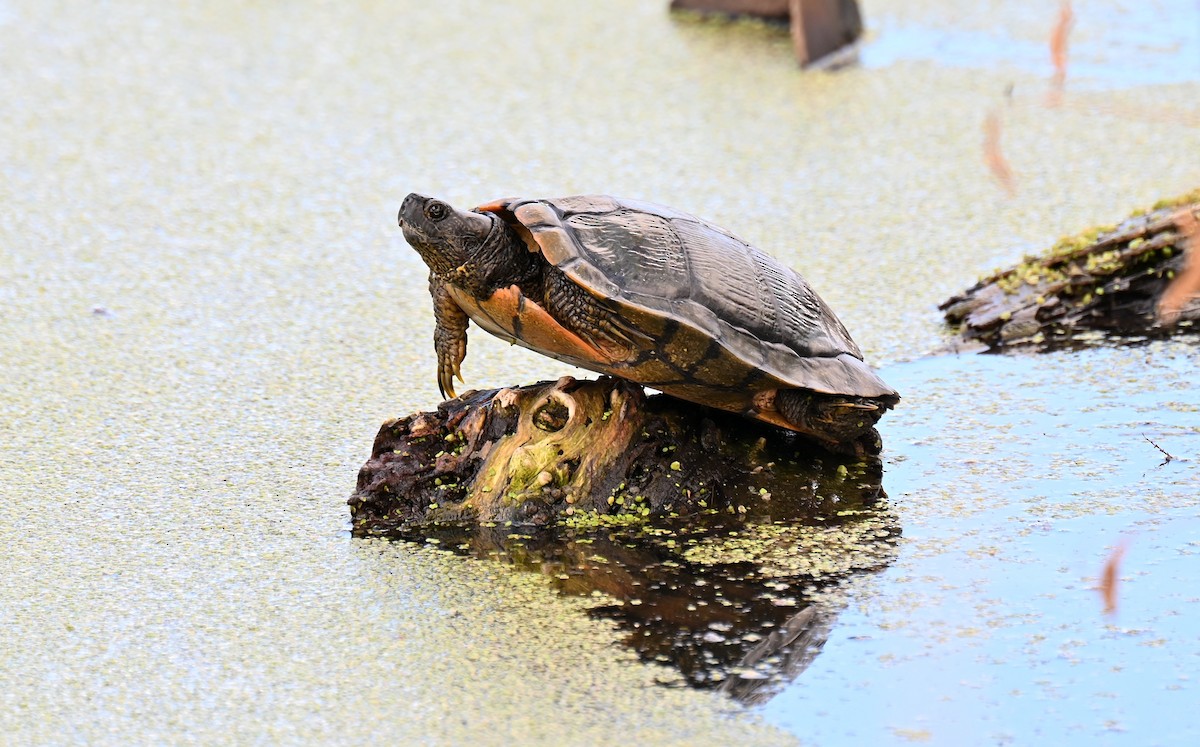 Turtles and Tortoises - ML645760213