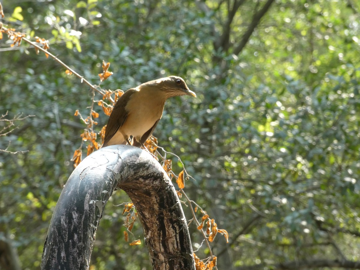 Clay-colored Thrush - ML645760214