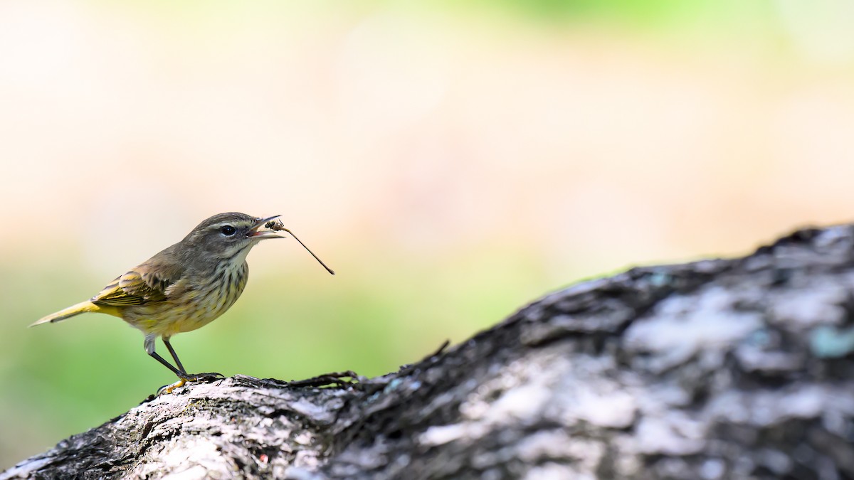 Palm Warbler - ML645760216