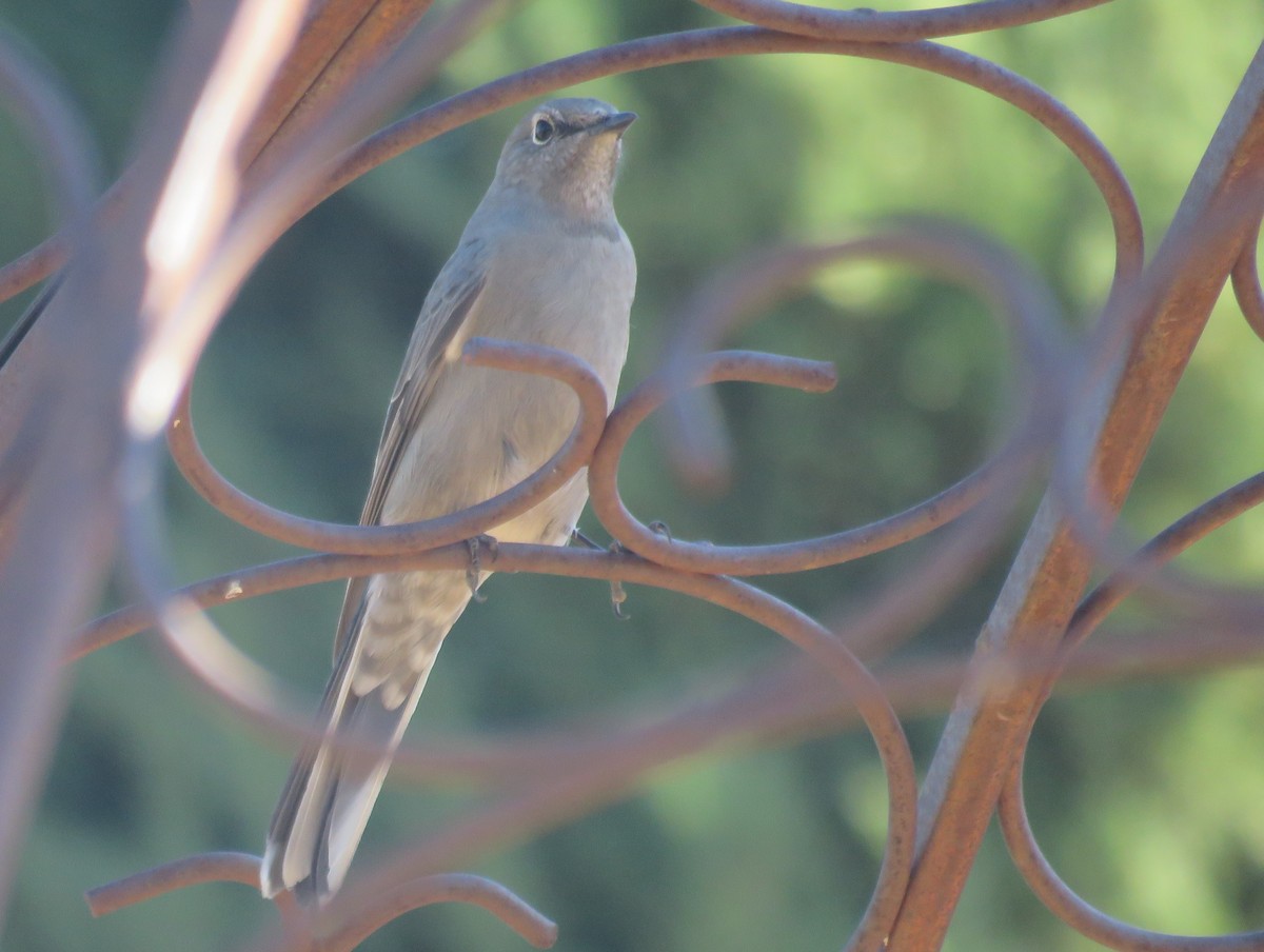 Townsend's Solitaire - ML645760218