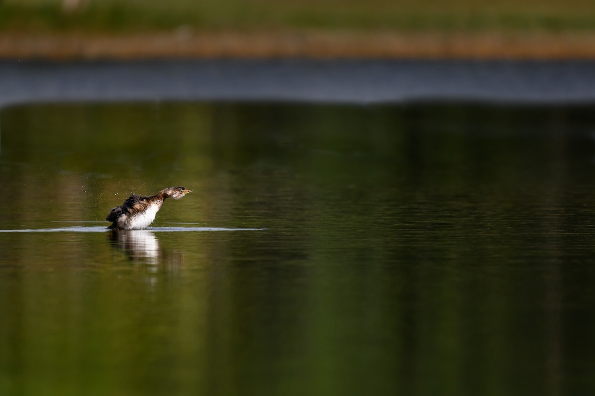 Pied-billed Grebe - ML645760227