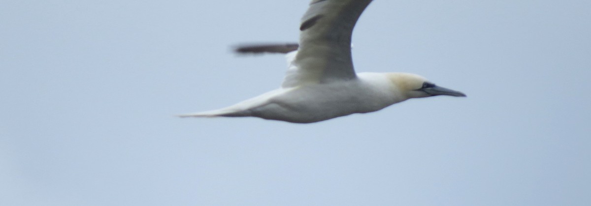 Northern Gannet - ML645760229