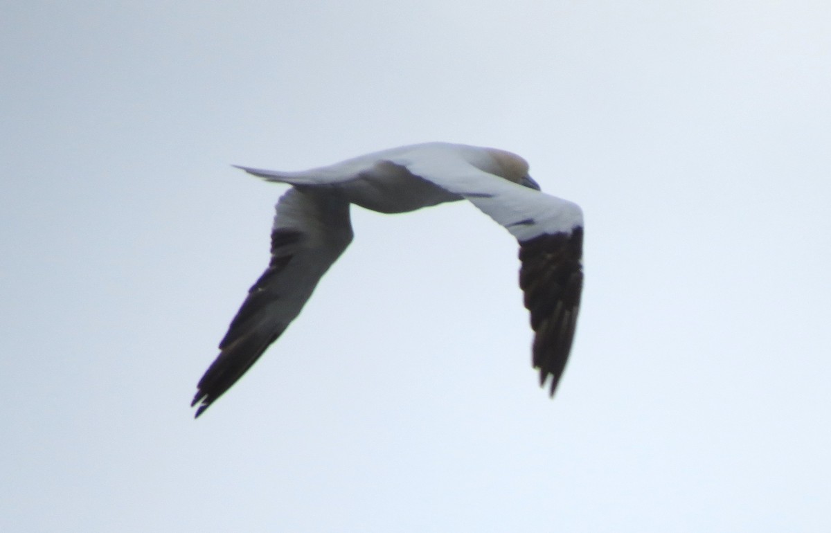 Northern Gannet - ML645760233