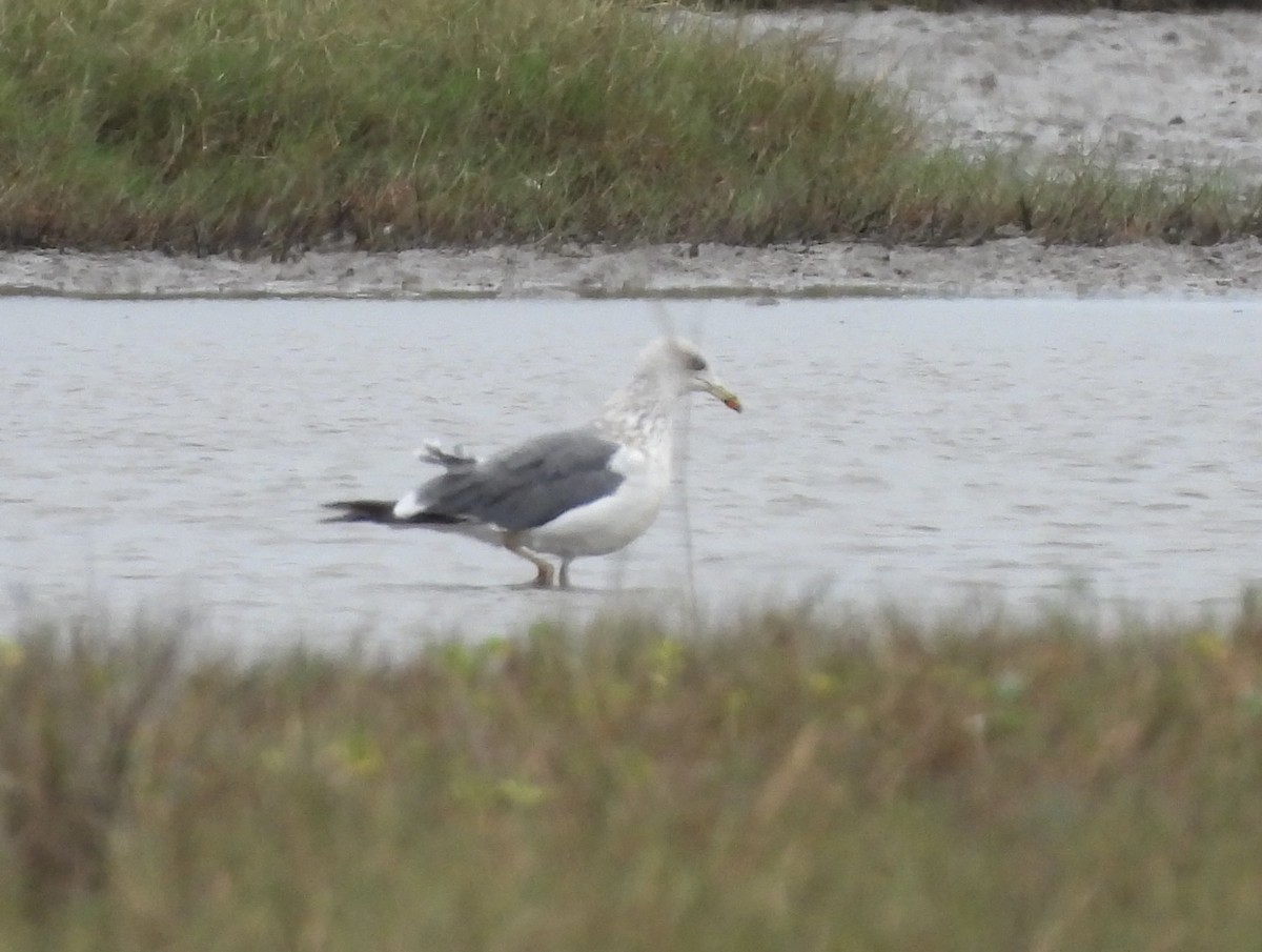 Lesser Black-backed Gull - ML645760234