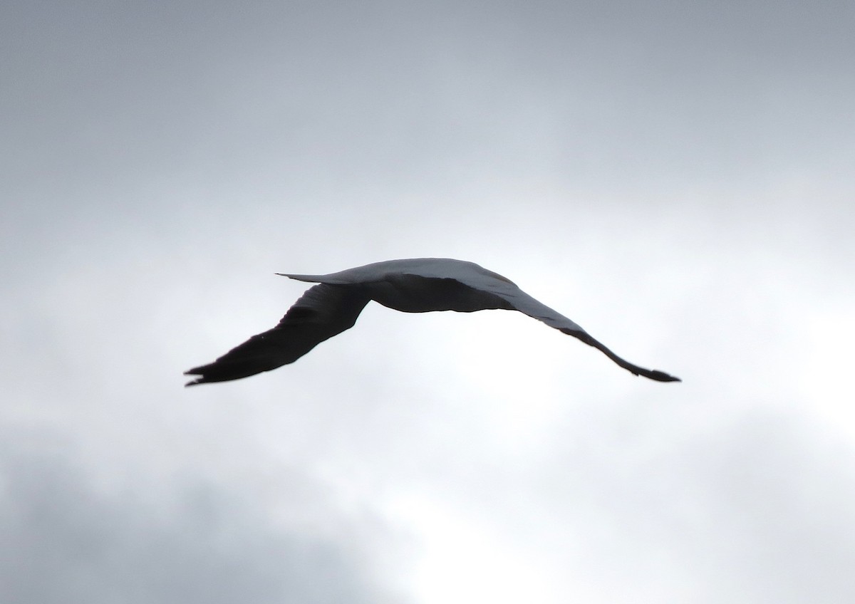 Northern Gannet - ML645760235