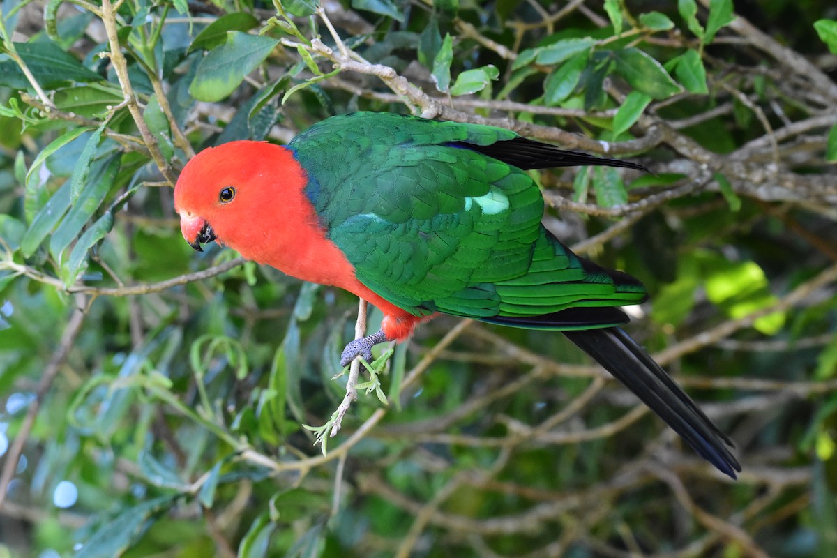Australian King-Parrot - ML645760236