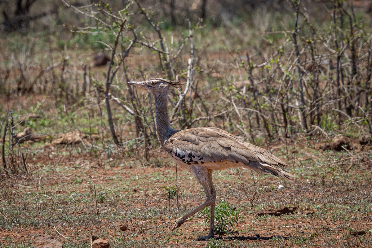 アフリカオオノガン - ML645760237