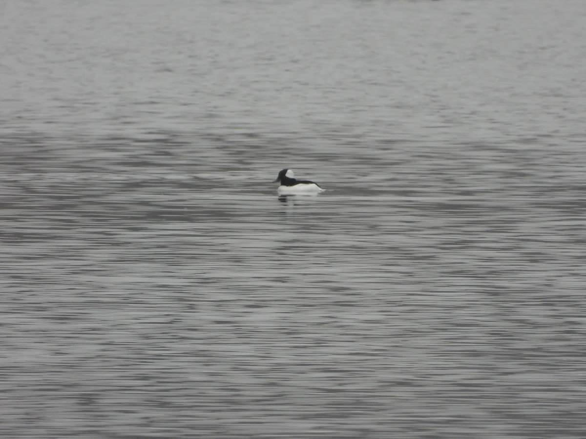 Bufflehead - ML645760238
