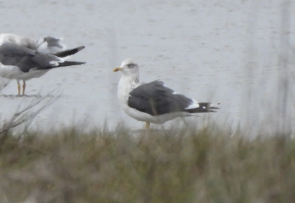 Lesser Black-backed Gull - ML645760246