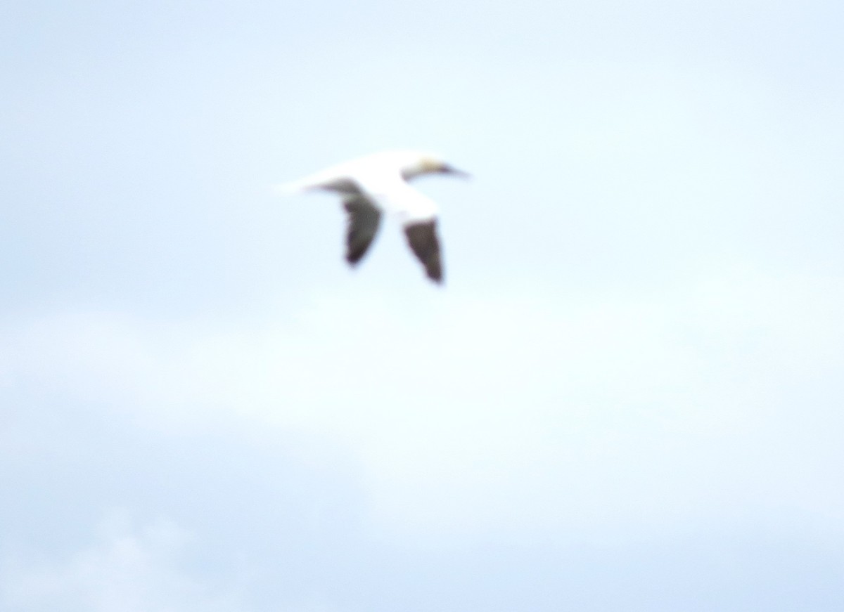 Northern Gannet - ML645760247