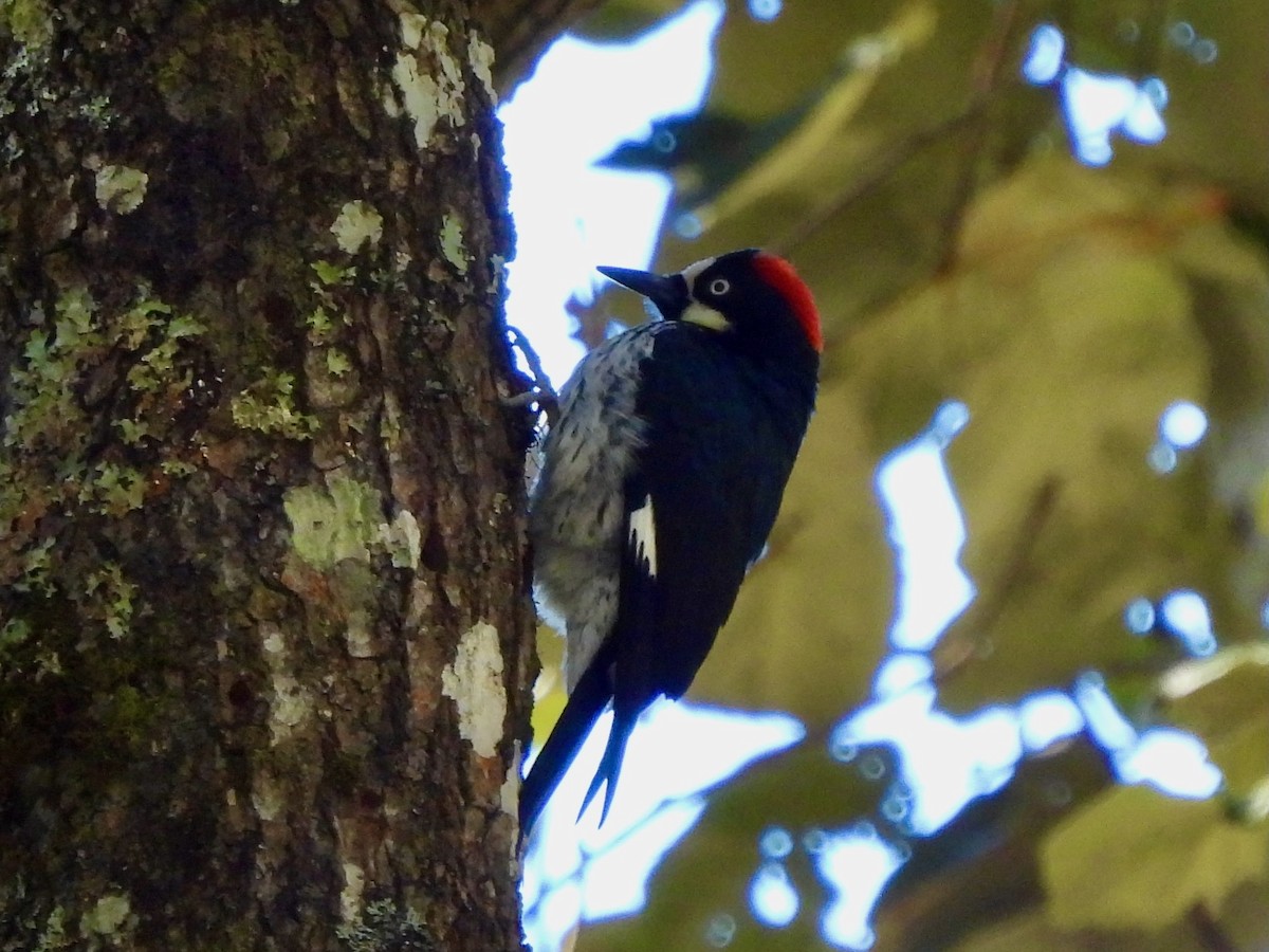 Acorn Woodpecker - ML645760248