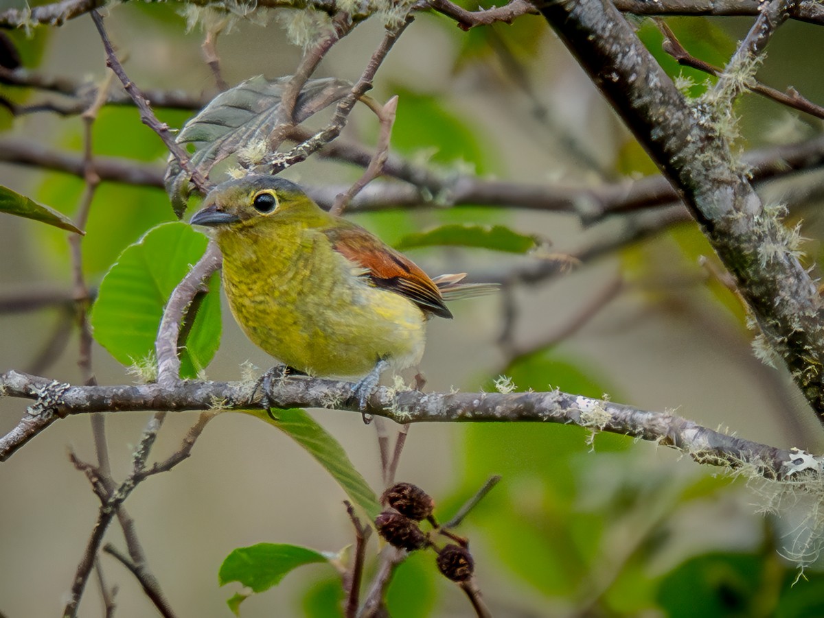 Barred Becard - ML645760249